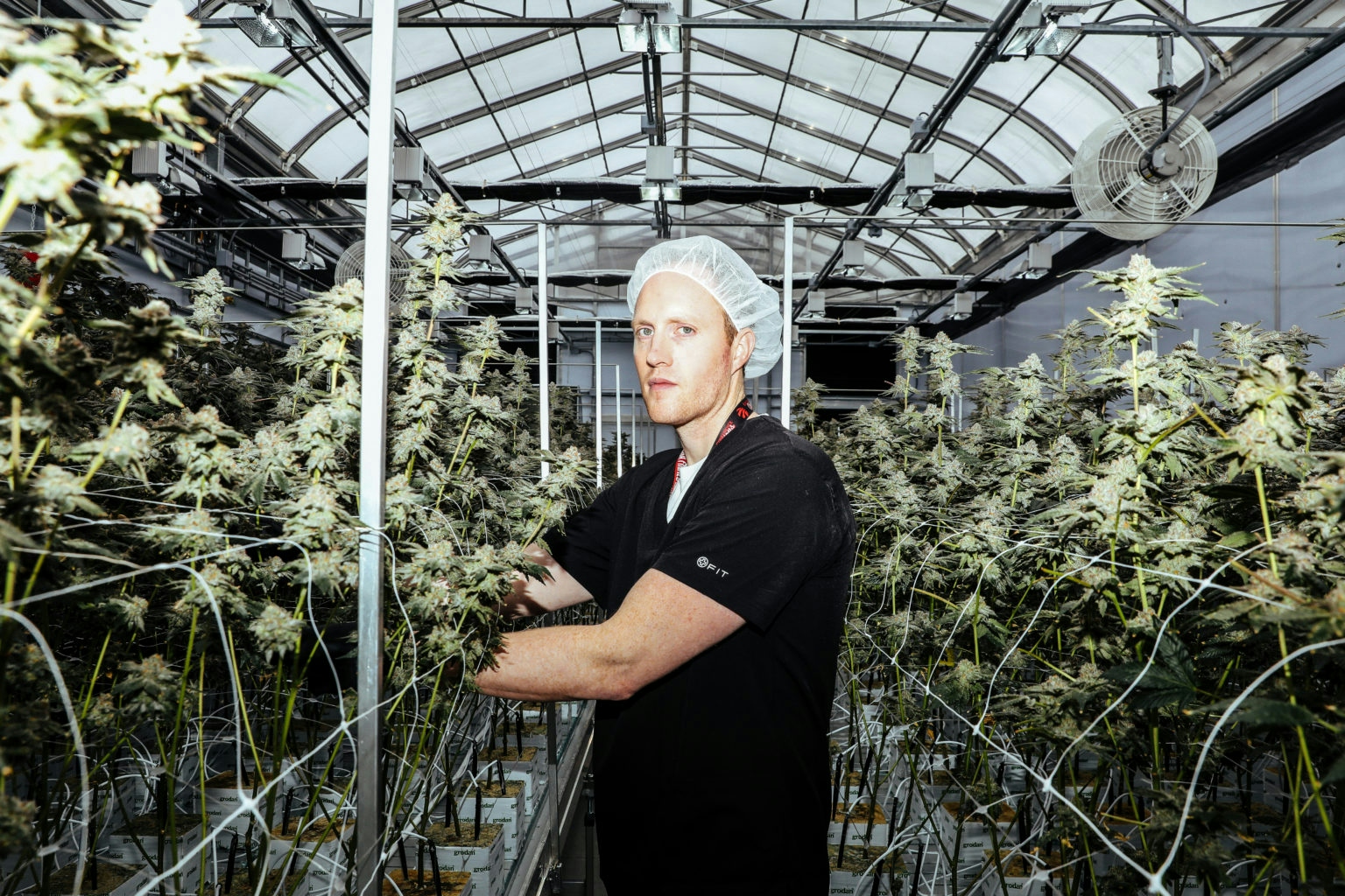 What Is A Cannabis Trimmer? Everything You Need To Know