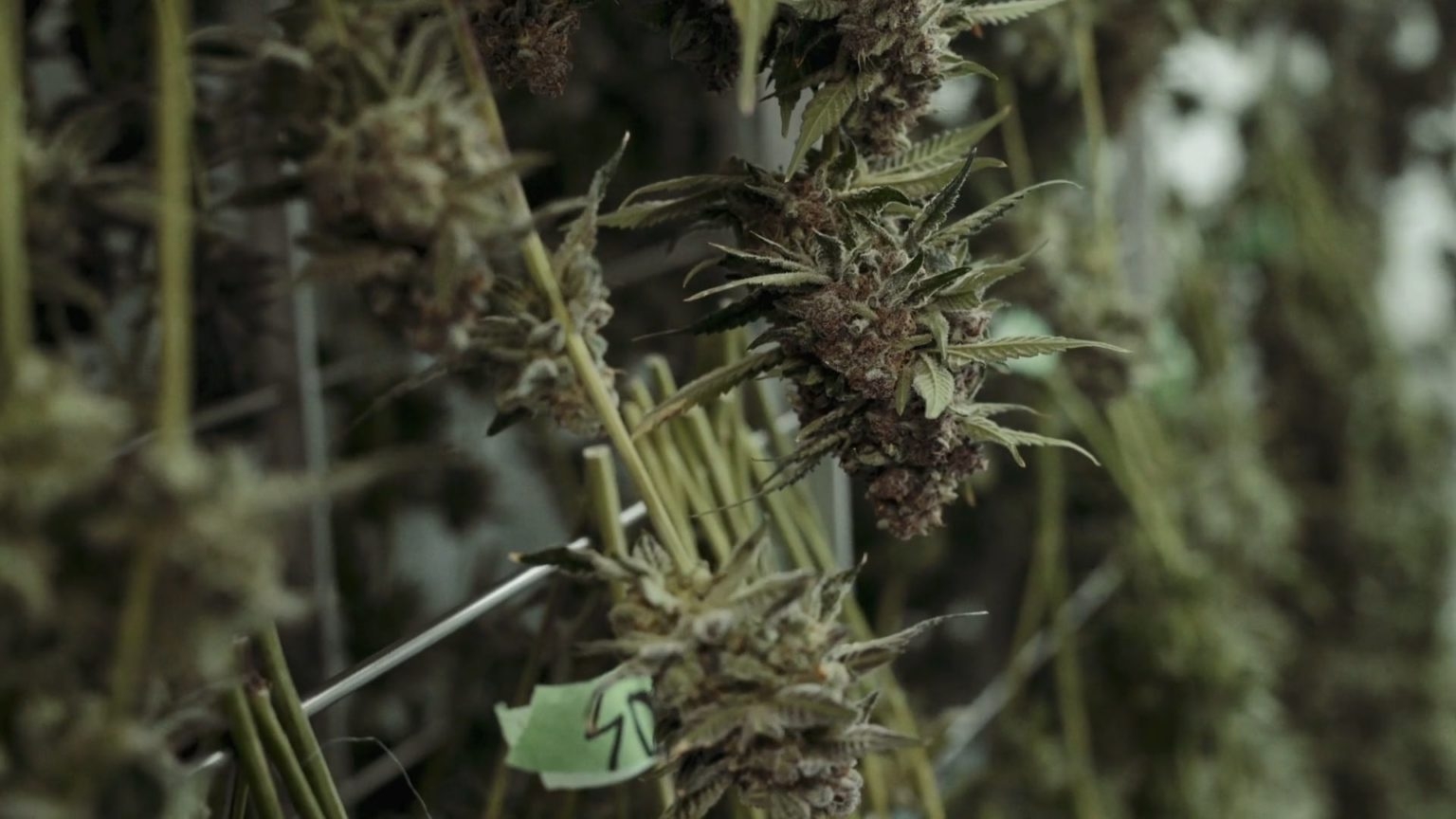 What Is A Cannabis Trimmer? Everything You Need To Know