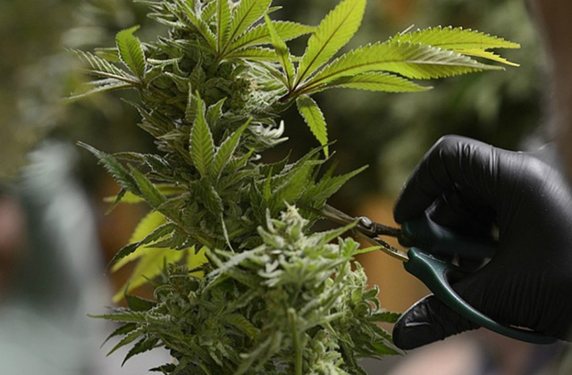 What Is A Cannabis Trimmer? Everything You Need To Know