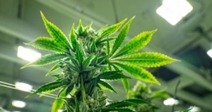 Cannabis Light Burn: How To Prevent & Treat Your Plants