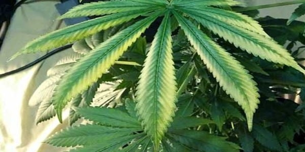 Cannabis Light Burn Tips: How To Treat Your Plants