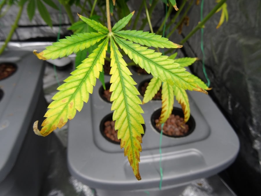 Cannabis Light Burn Tips: How To Treat Your Plants