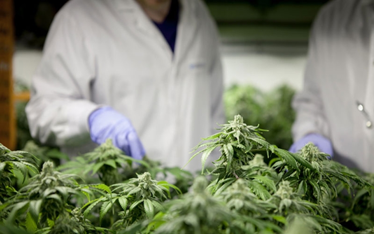 New Ohio Bill Aims To Help Autistic Individuals Gain Access To Medical Marijuana