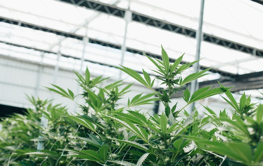 New Ohio Bill Aims To Help Autistic Individuals Gain Access To Medical Marijuana