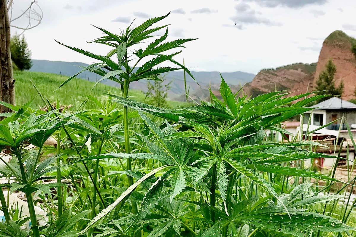Where Does Weed Grow In The Wild? Places Weed Grows Naturally