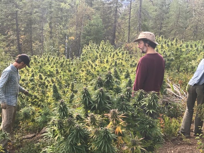 Where Does Weed Grow In The Wild? Places Weed Grows Naturally