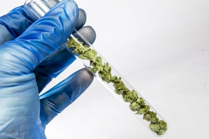 Pesticide Testing Is Now Mandatory For Washington State’s Cannabis Products