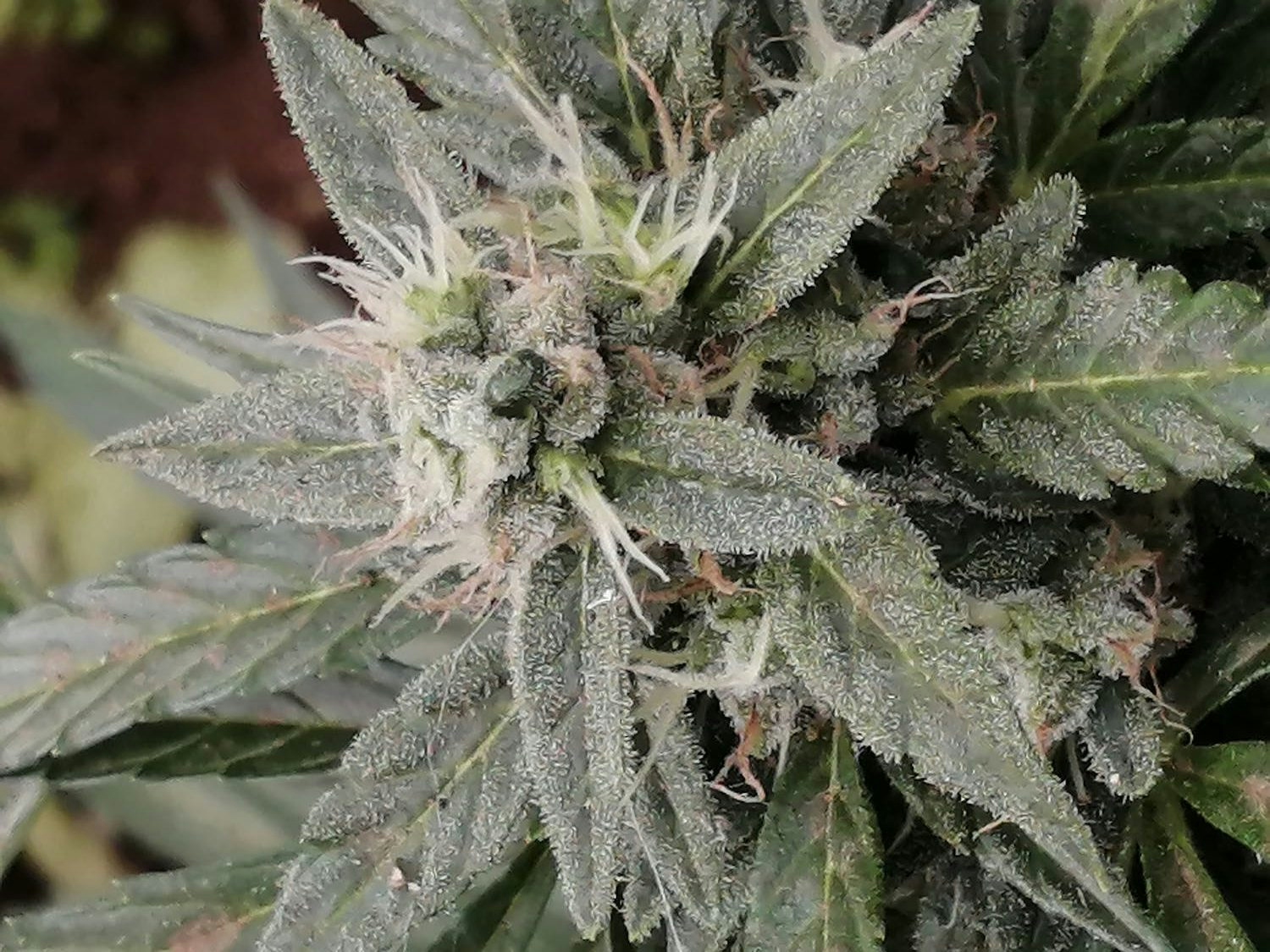 What Is PGR Cannabis? Learn to Spot It