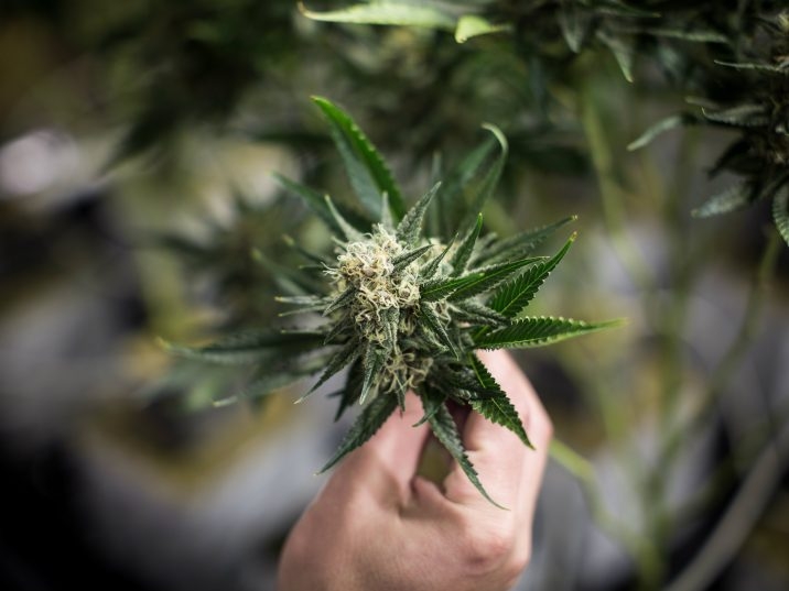 Canada’s Supreme Court Might Lift Quebec’s Ban On Growing Cannabis For Personal Use