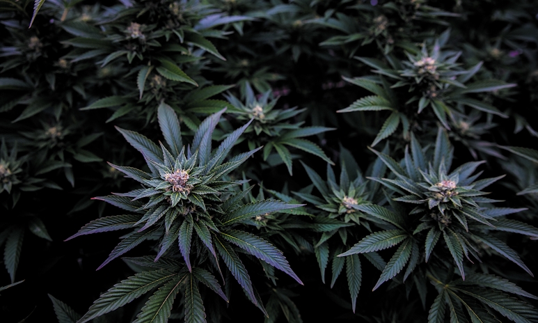 Israel Reduces Fines For Cannabis Users & Promises Zero Prosecutions