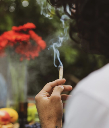 Maven Genetics: Kashmir Kush Strain Review