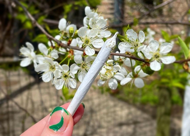Best Ideas To Plan Your Weed Wedding