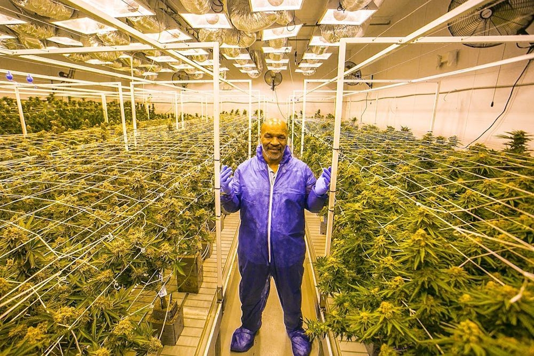 Mike Tyson Launches Edibles That Resemble An Ear With A Bite Taken Out