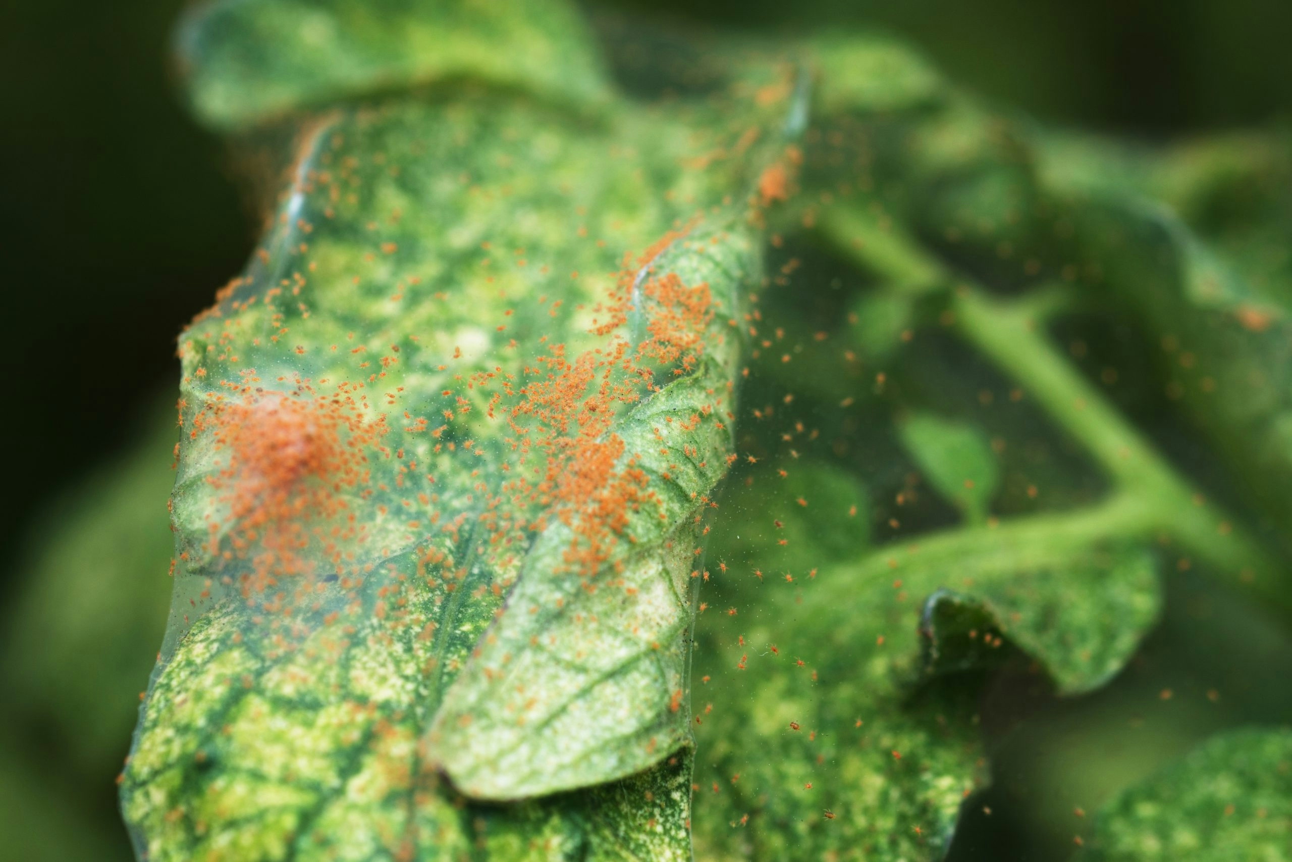 What are Weed Bugs & How Do They Effect Marijuana Plants?