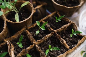 A Guide To The Gentle Process Of Transplanting Cannabis Seedlings