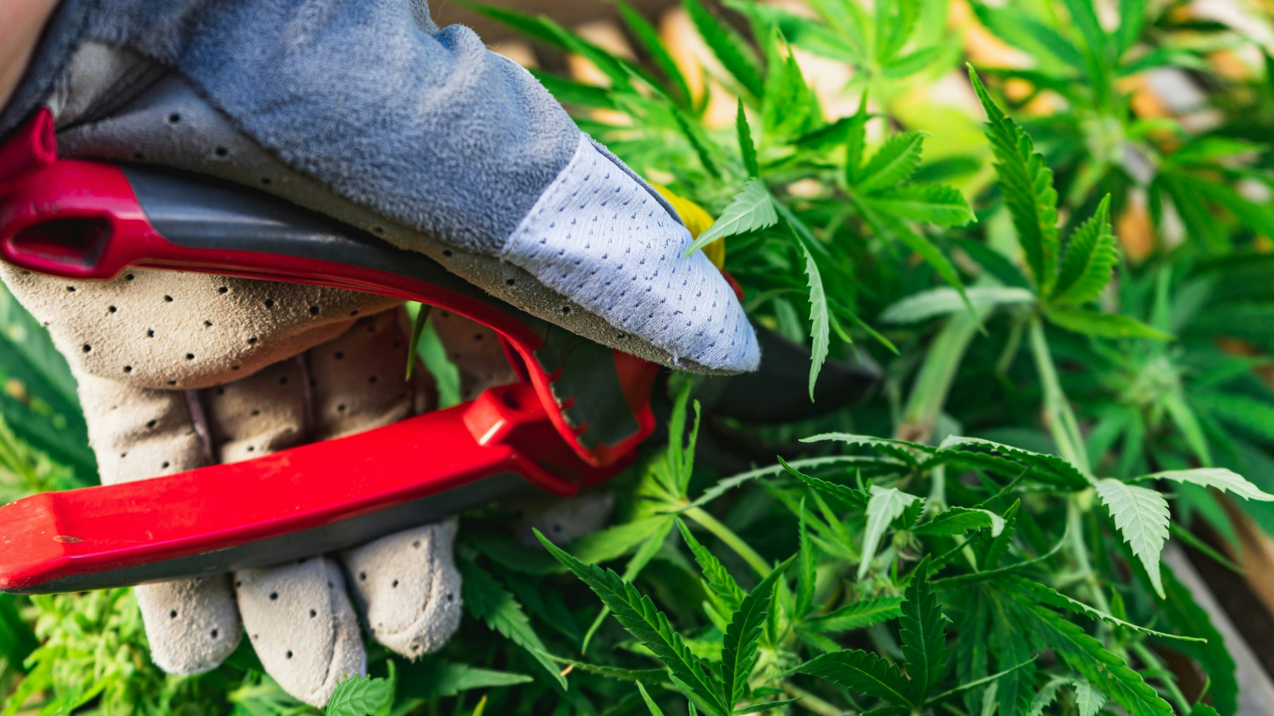 5 Best Trimming Scissors For Weed In 2025