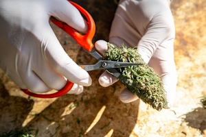 Best Scissors For Trimming Weed