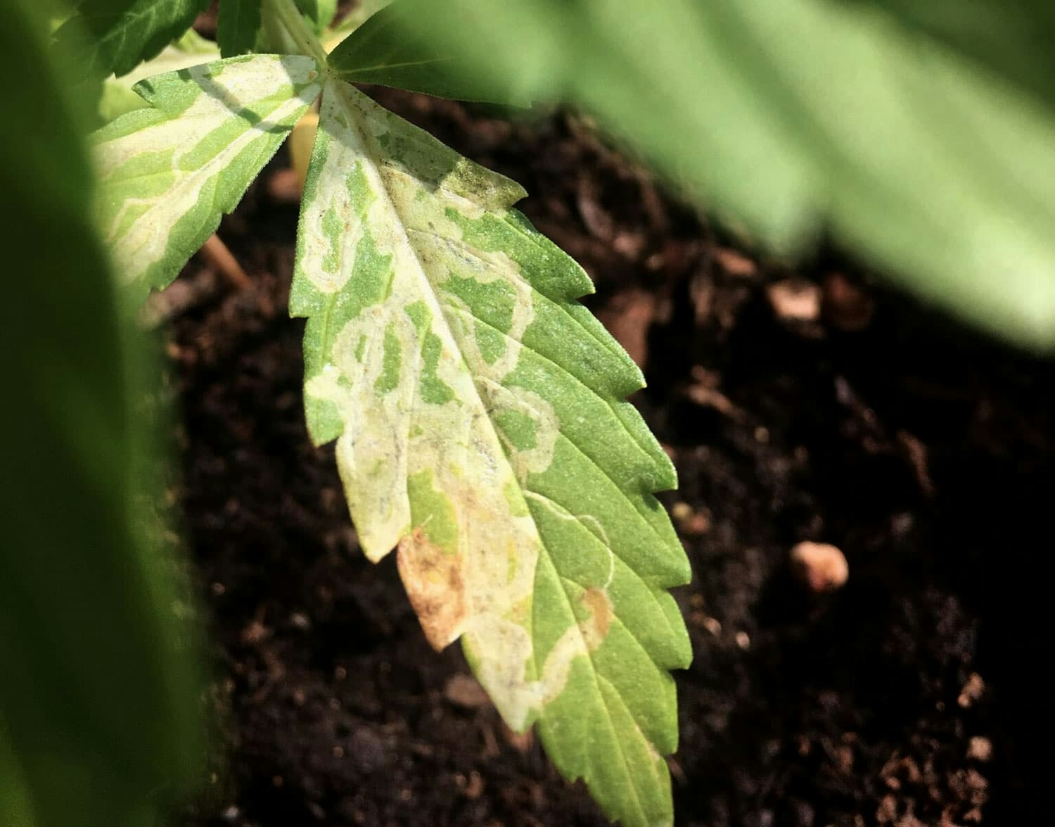 Thrips & Cannabis: How To Prevent, Treat, & Kill