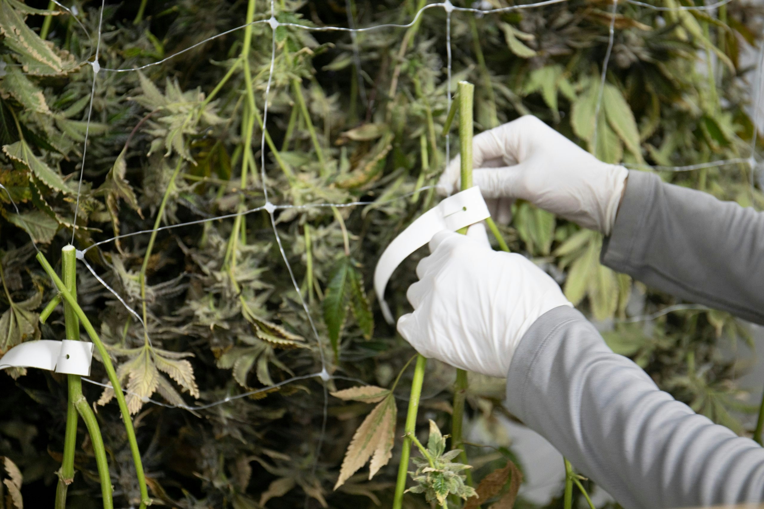 Applying For Connecticut’s Cannabis Lottery Application Process, What To Expect