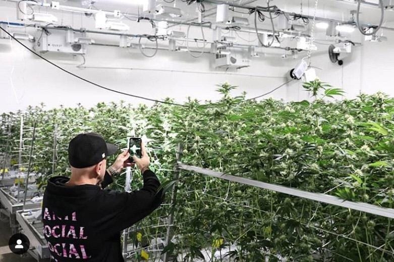 System Of A Down’s Bassist Talks About The Inspiration Behind His New Cannabis Brand