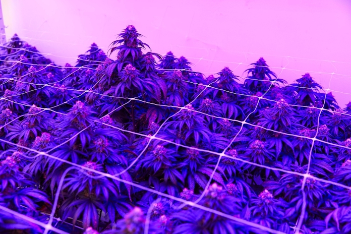 Bill To Federally Decriminalize Marijuana Is Expected To Pass