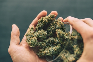 Growers, Are You Washing Your Buds? A Guide To Cleaning Your Weed