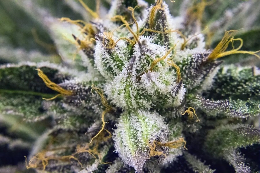 Las Vegas & Marijuana: Delivery Services, Dispensaries, & Grow Houses