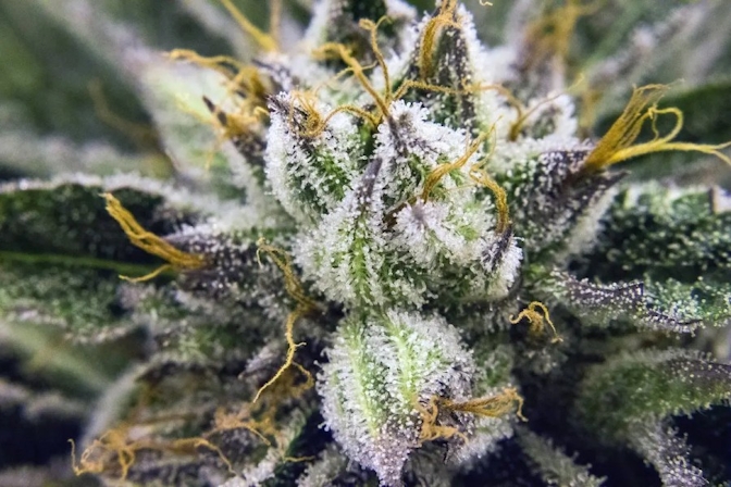 Las Vegas & Marijuana: Delivery Services, Dispensaries, & Grow Houses