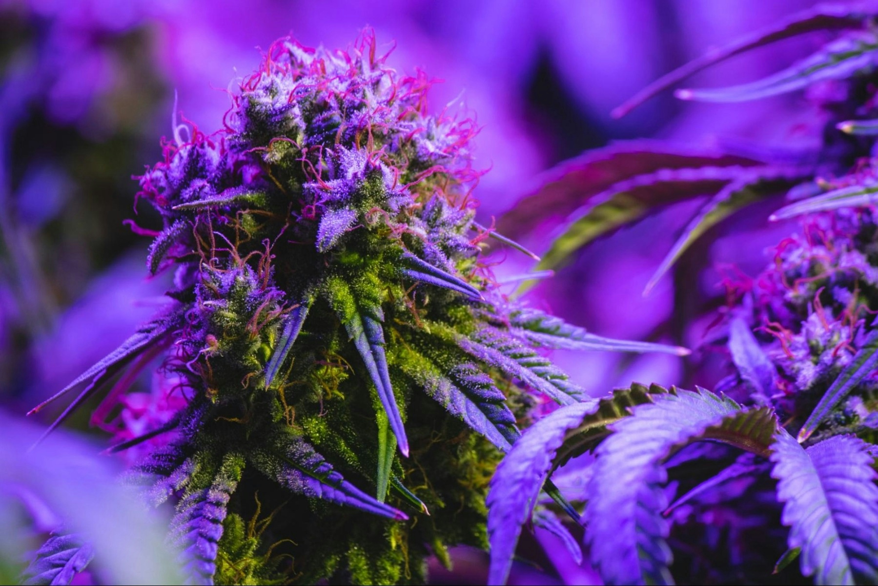 Purple Cannabis: What Does It Mean?