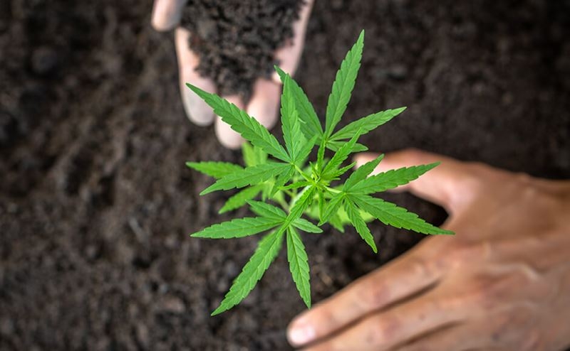 A Guide To The Gentle Process Of Transplanting Cannabis Seedlings