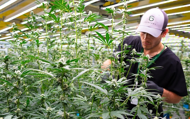 List of Job Types In The Marijuana Industry & Descriptions