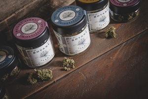 Does CBG Get You High? Everything You Need To Know