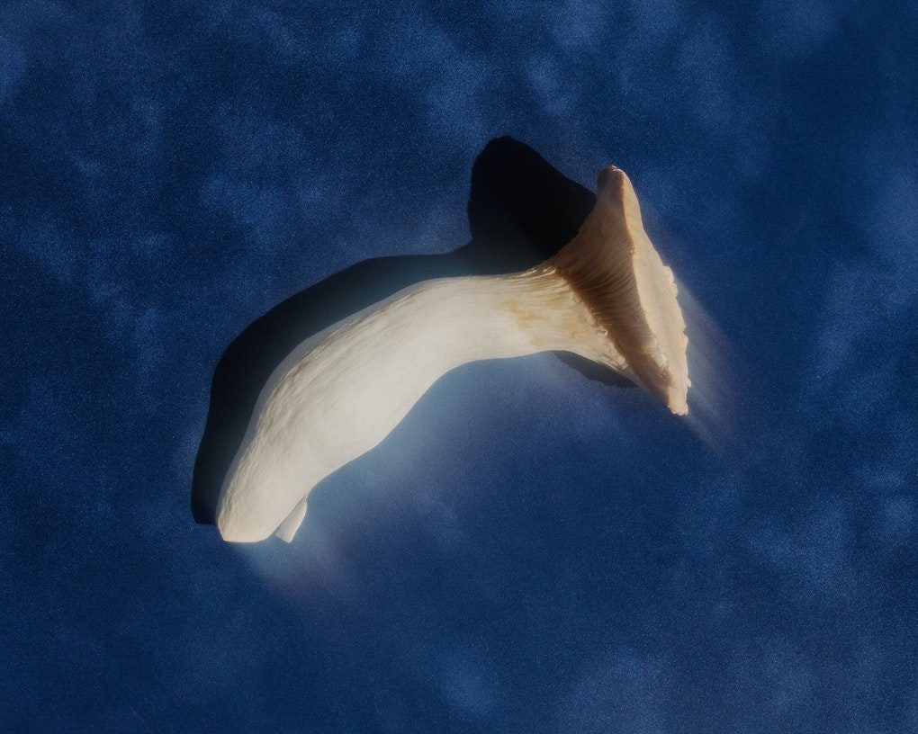 Magic Mushrooms Might Stimulate Sense Of Smell Post-COVID