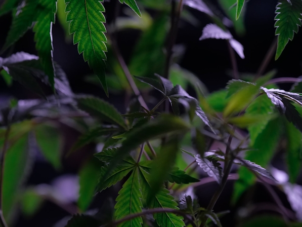 Discover The Cultural Experience Of Cannabis At New York City’s “Am Yisrael High” Exhibit