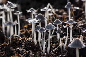 How Super Mario’s Mushroom Inspired Psilocybin Effects