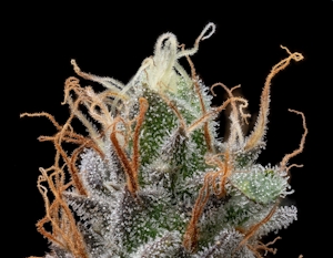 Talking Trichomes: Types, When To Harvest, & More