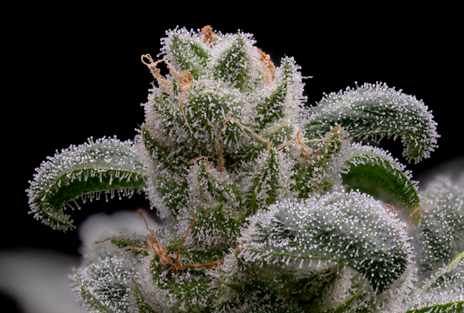 Talking Trichomes: Types, When To Harvest, & More