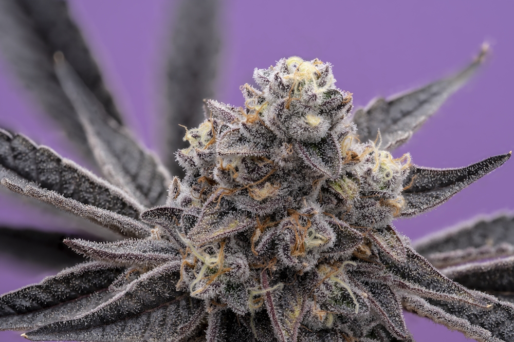 Purple Haze & Blueberry – Growing Purple Weed 101