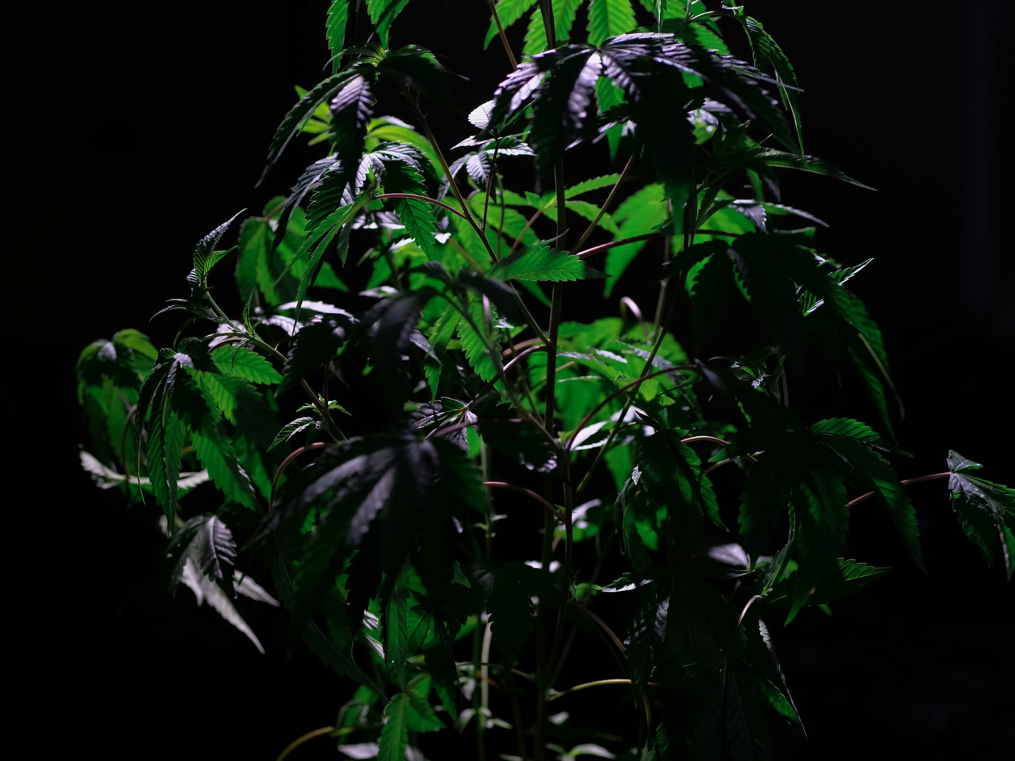 How To Protect Your Cannabis Plants From Thieves