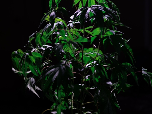 How To Protect Your Cannabis Plants From Thieves