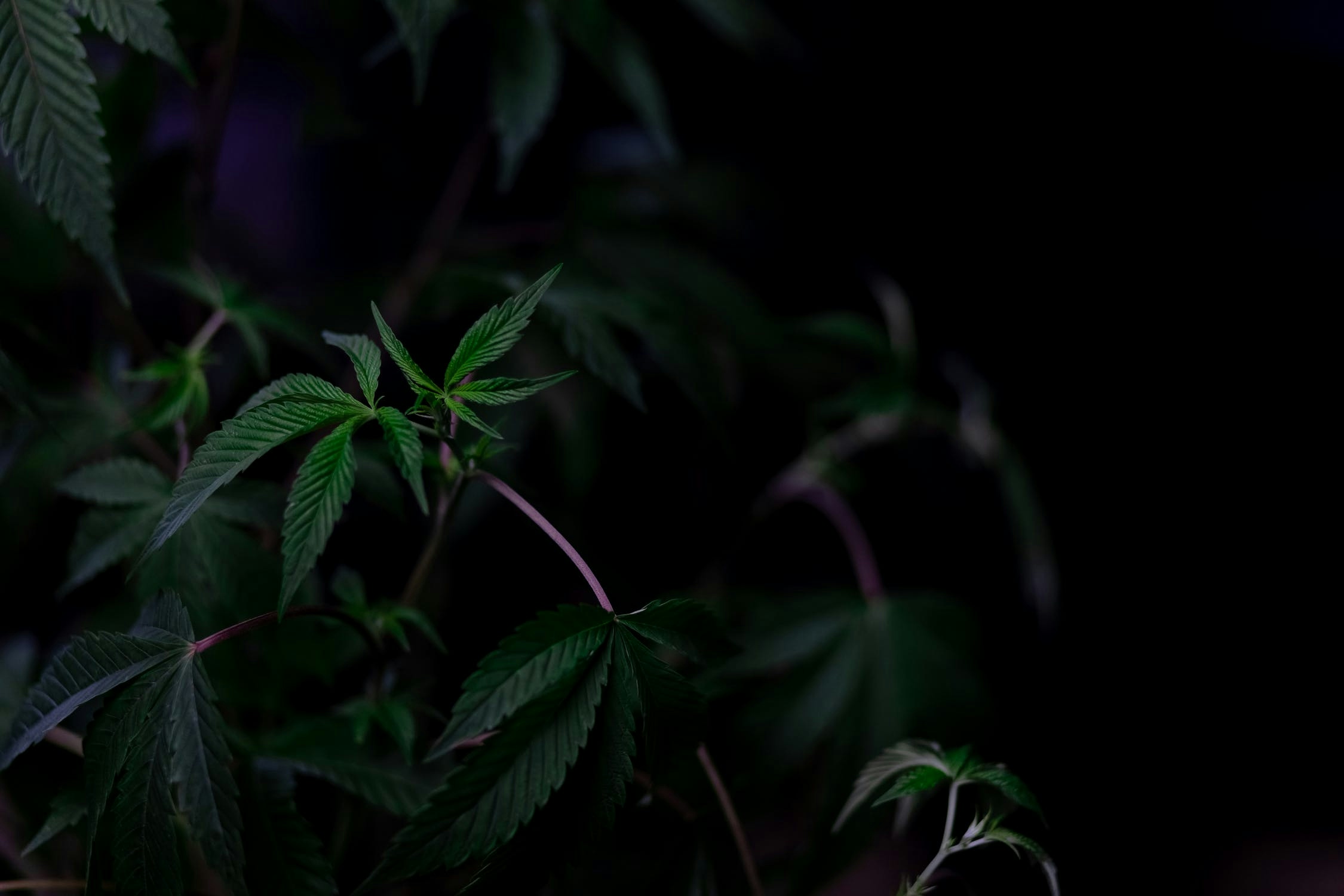 How To Protect Your Cannabis Plants From Thieves