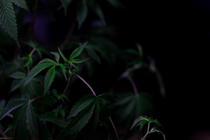 How To Protect Your Cannabis Plants From Thieves