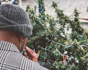 Learn How To Trim & Weed With Our Ultimate Cannabis Pruning Guide