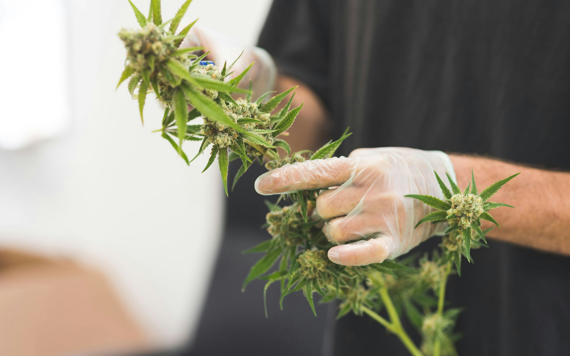 Learn How To Trim & Weed With Our Ultimate Cannabis Pruning Guide