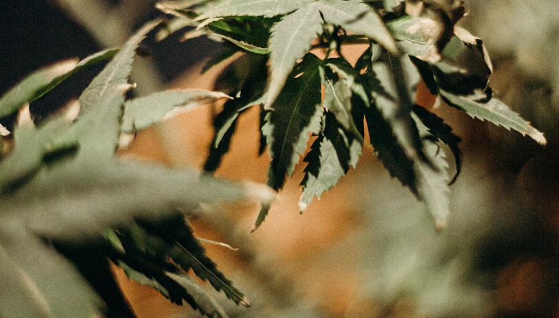 First Nations Hit A Major Cannabis Milestone In British Columbia