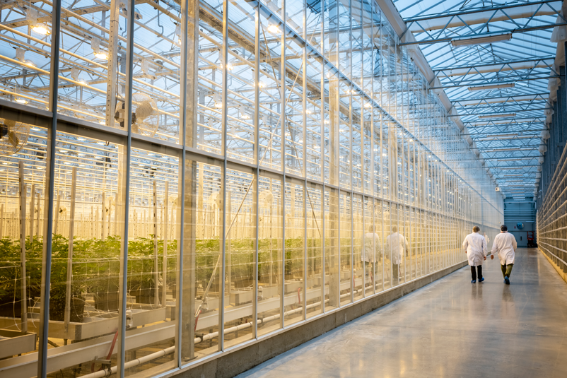 The Herbalist: The World’s Largest Grow Facilities