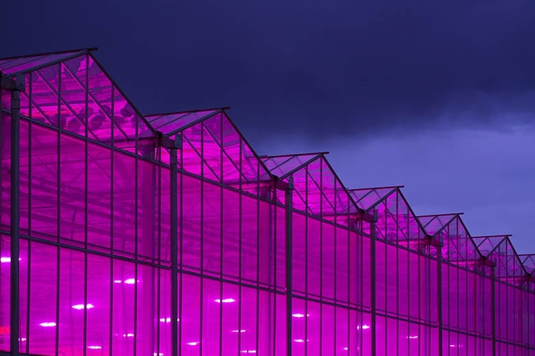 The Herbalist: The World’s Largest Grow Facilities