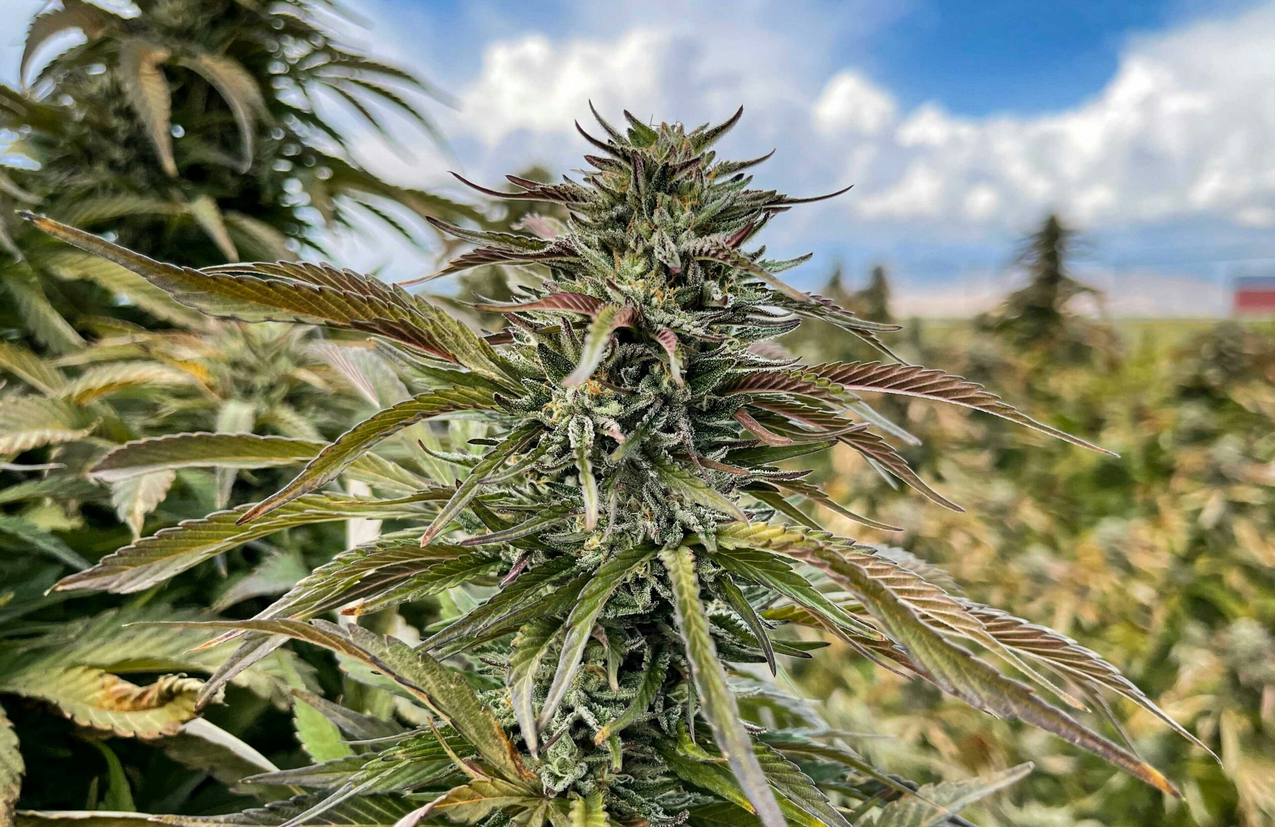 The Herbalist: The World’s Largest Grow Facilities