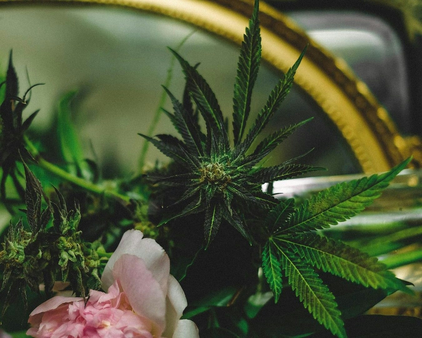 Strains Sense: Wedding Crasher