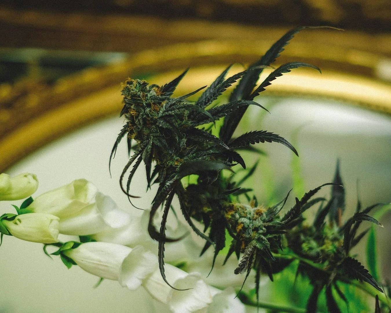 A Guide To The Herbworthy Scorecard